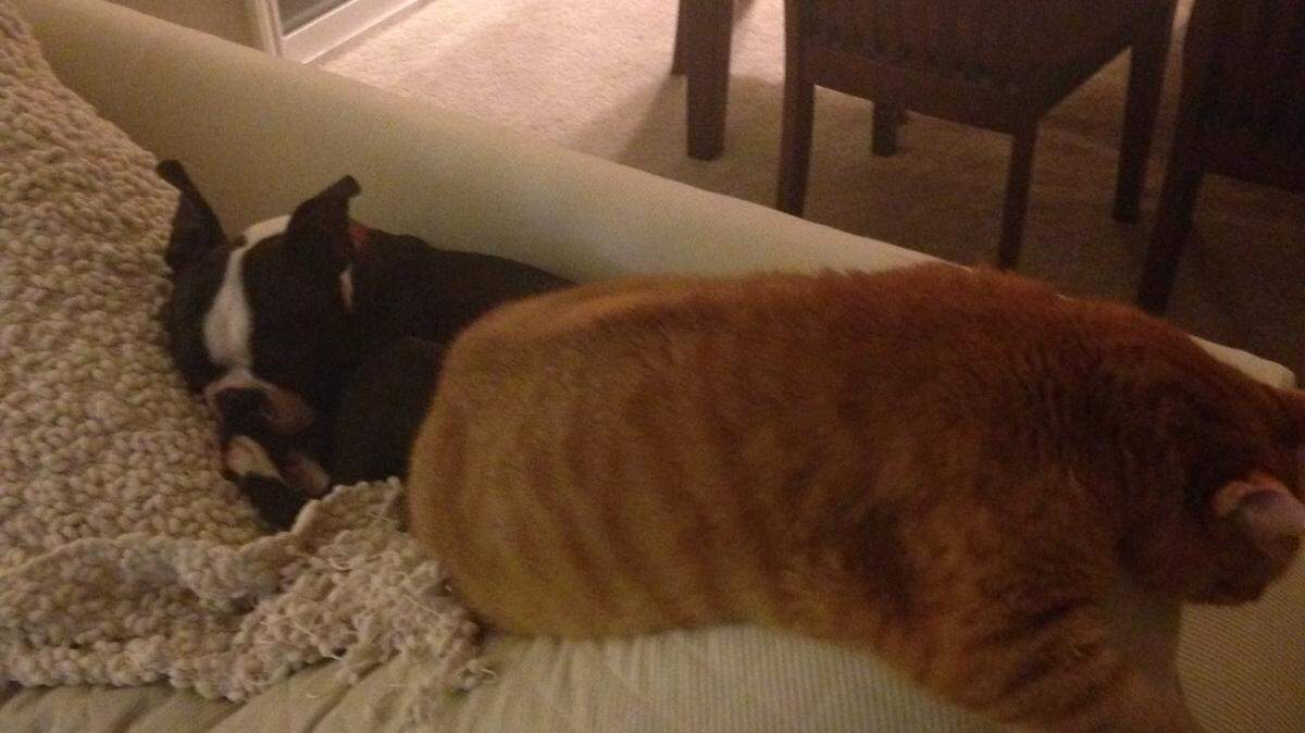 Newbury and his cat brother, Dignan, have a nap together. Dignan is fat, but his girth is greatly exaggerated in this photo.