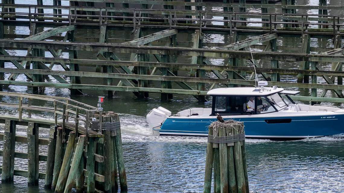 Charismatic osprey turns heads as boaters cruise through Beaufort’s famous bridge
