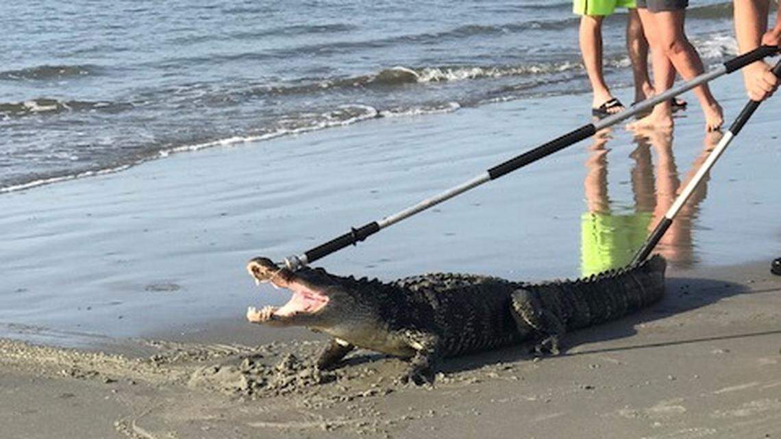Sea Pines Resort security captured a gator with a fishing pole on the beach early Friday morning.