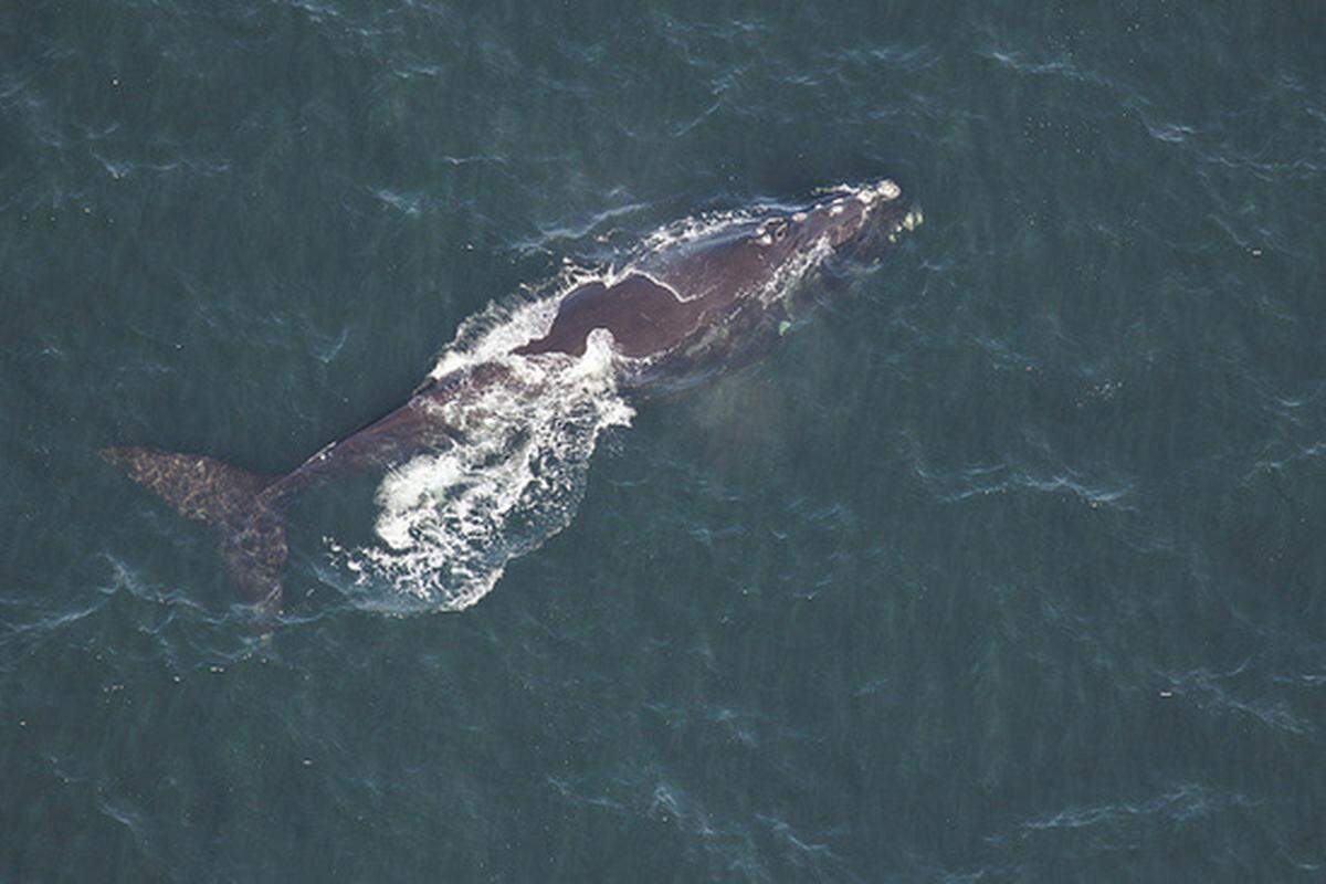 A North Atlantic right whale known to researchers as Magnet is spotted southeast of Tybee Island, Georgia.