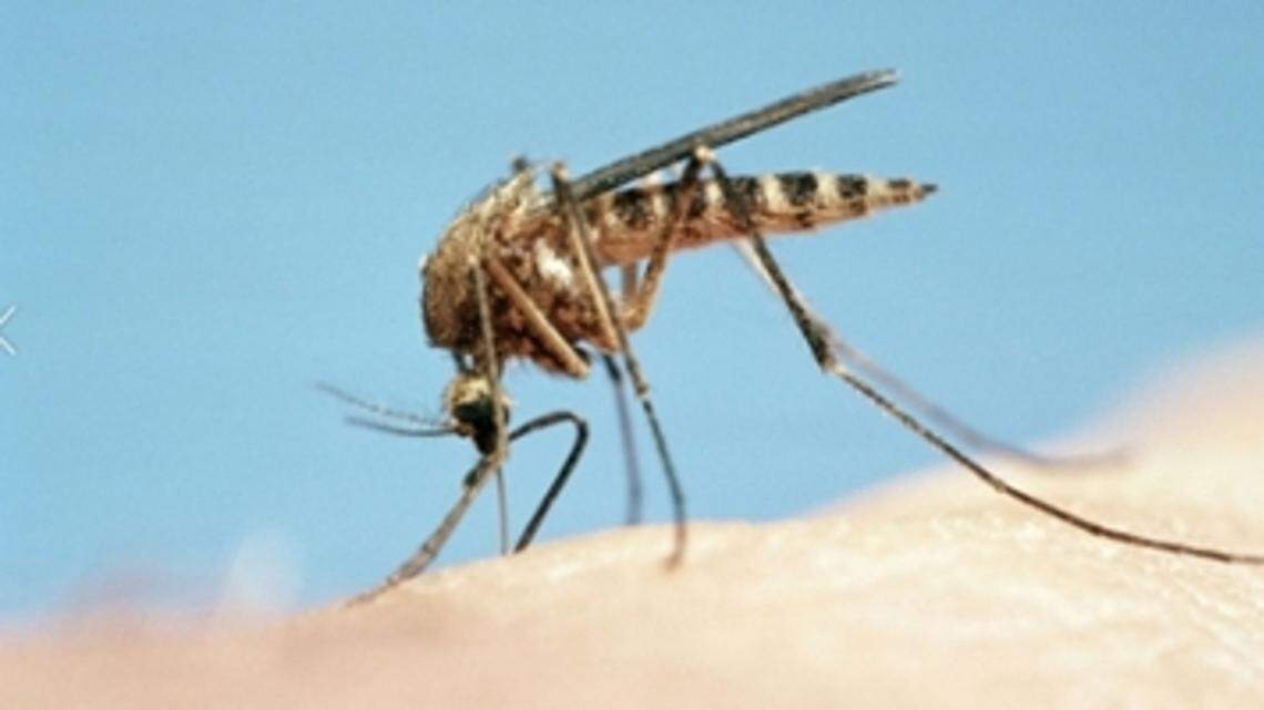 If MS Coast mosquitoes seem to target you, here’s why they’re just that into you