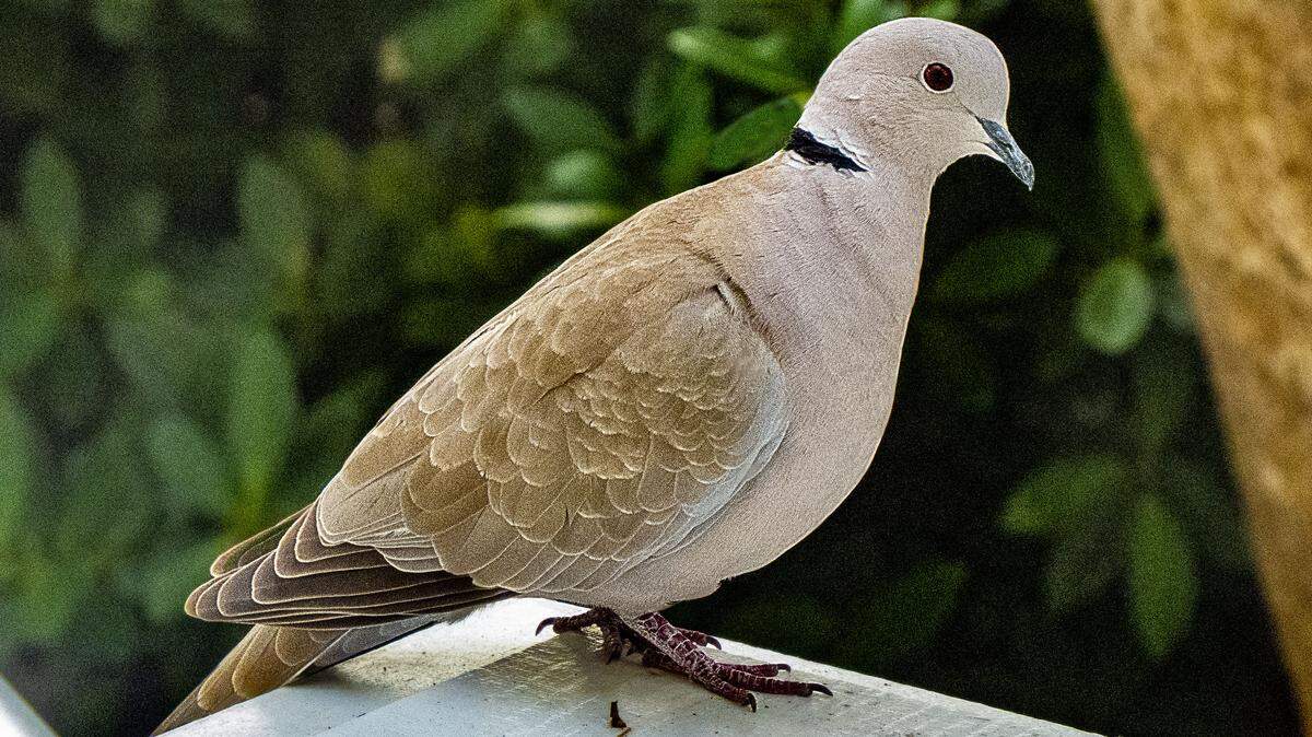 The Eurasian Collared Dove is a pigeon-like bird with a crescent-shaped black “collar”