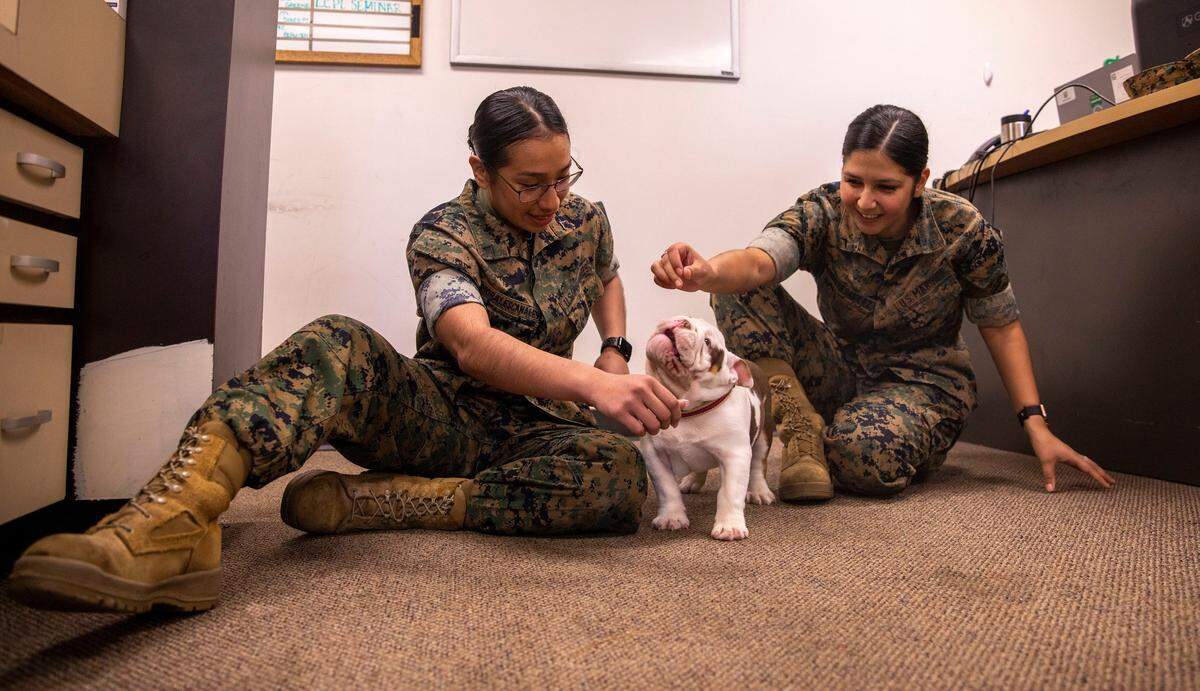 Opha Mae II, a bulldog puppy, likes to go through the same obstacles that her fellow recruits do and will be fitted for a uniform to begin her duties as mascot for Parris Island.