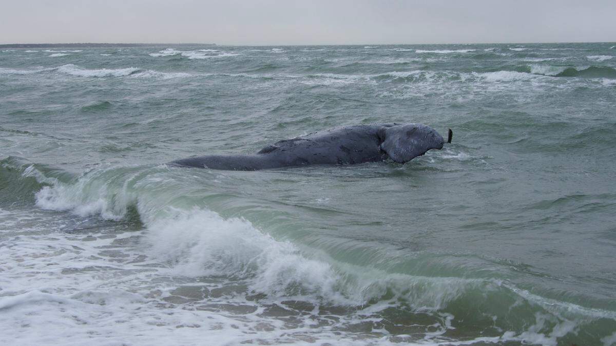 A deceased female North Atlantic right whale that was recently determined to be the only known calf of Squilla, according to the National Oceanic and Atmospheric Administration. Taken under NOAA Permit # 24359