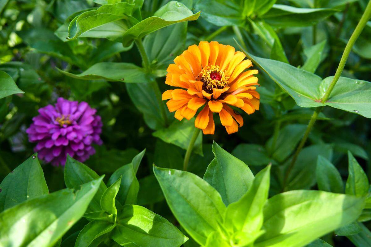 Zinnia’s popping with deep hues of purple and orange flood the gardens of Helena Hills Farm, on July 14, 2025, in Hardeeville, S.C. The farm offers u-pick events as well as pressed-flower workshops where attendees can make floating candles, bookmarks and floral frames.