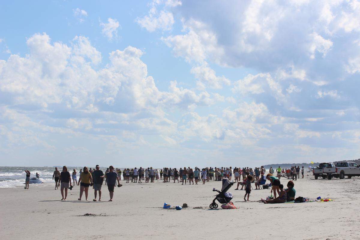 The beached whale drew a crowd of onlookers Sunday afternoon to South Forest Beach. “I mean, when’s the next time you’re ever gonna see a whale?” Hilton Head resident Levi Brady remarked.