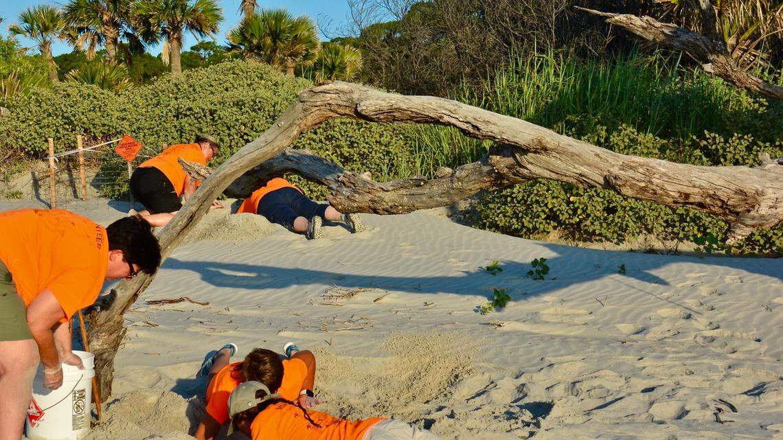 More sea turtles are nesting on Beaufort Co. beaches than ever before, matching SC trend