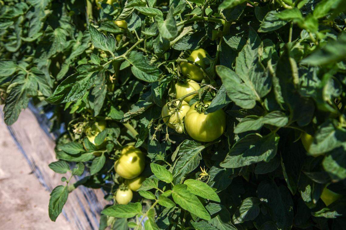 Tomatoes are grown at 350 acres of fields at Seaside Farm on St. Helena Island.