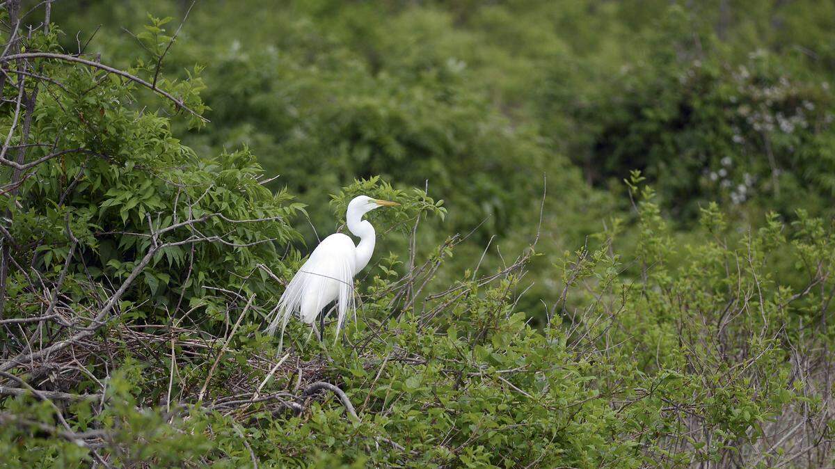 An egret as seen at the Cypress Wetlands on Friday, April 25 in Port Royal.