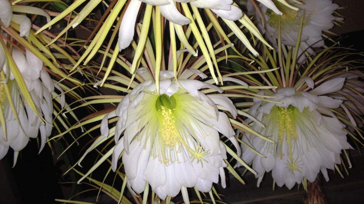 A night-blooming cereus belonging to Jim and Susan Richmond of Hilton Head Island produced 32 blooms Tuesday night.