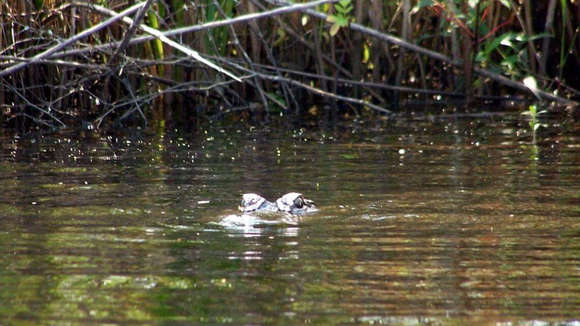 An alligator peers from the waters of the Ashepoo River. 