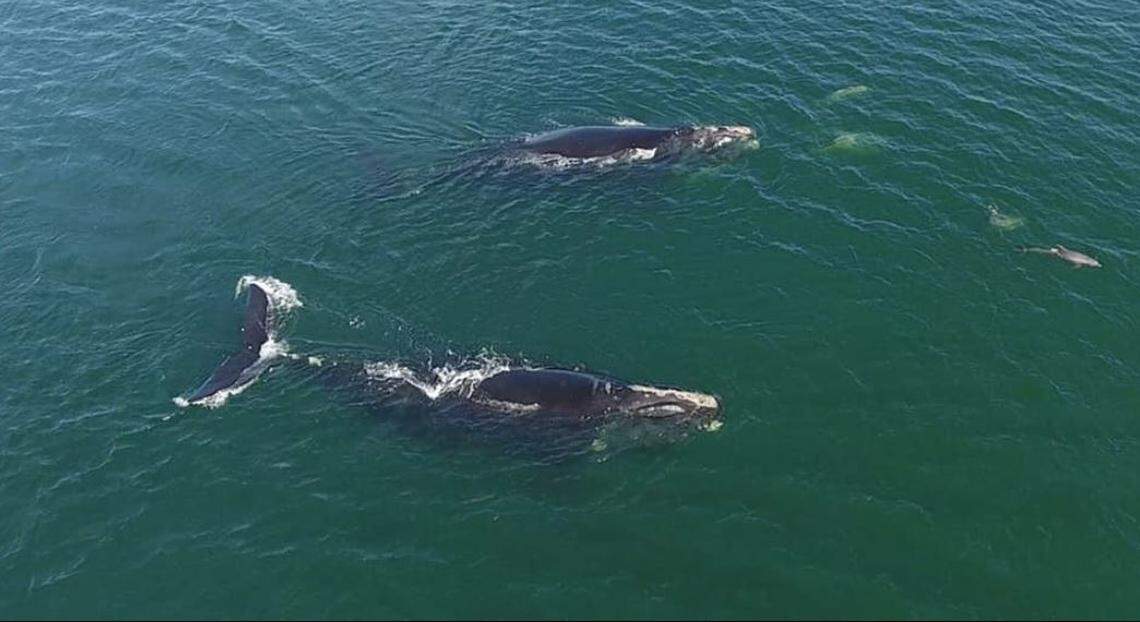 2 North Atlantic right whales spotted off the Hilton Head coast Wednesday. Outcast Sport Fishing Photo