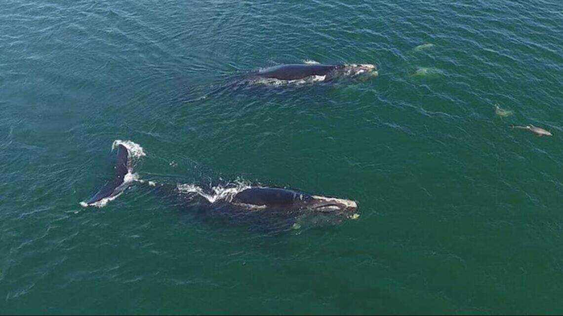 100,000-pound whales spotted off Hilton Head coast. Their heads were as big as boats