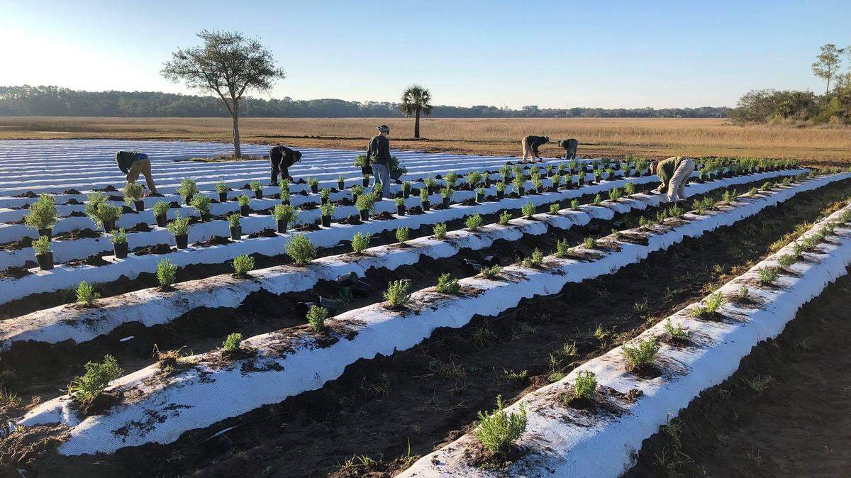 Workers planted thousands of lavender plants on St. Helena Island in February. The lavender will be used for products by Island Lavender, which recently opened a store on Bay Street.