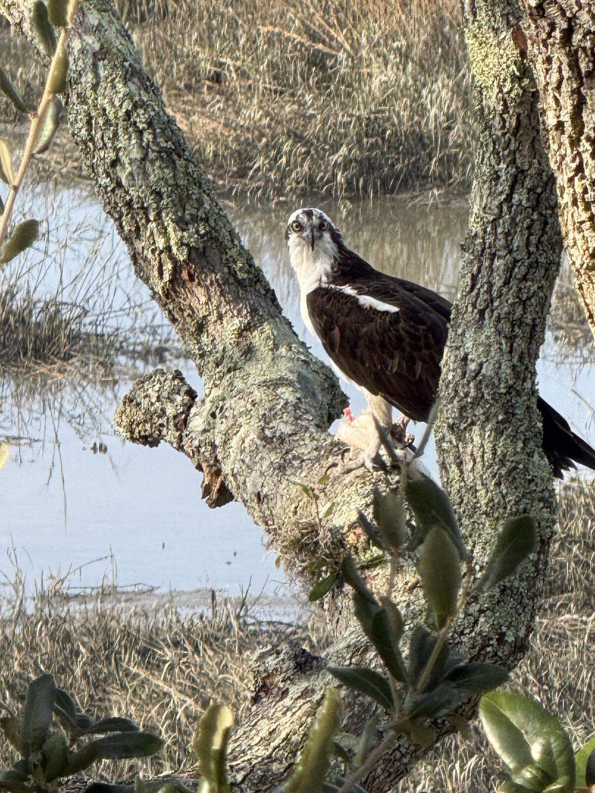 Cathy Brigham, a resident of Windmill Harbour on Jenkins Island, submitted this photo she took on Jan. 10, 2026, of an Osprey with its catch that landed on a tree in her front yard.