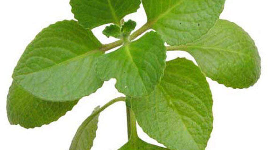 February not to be trusted when it comes to gardening