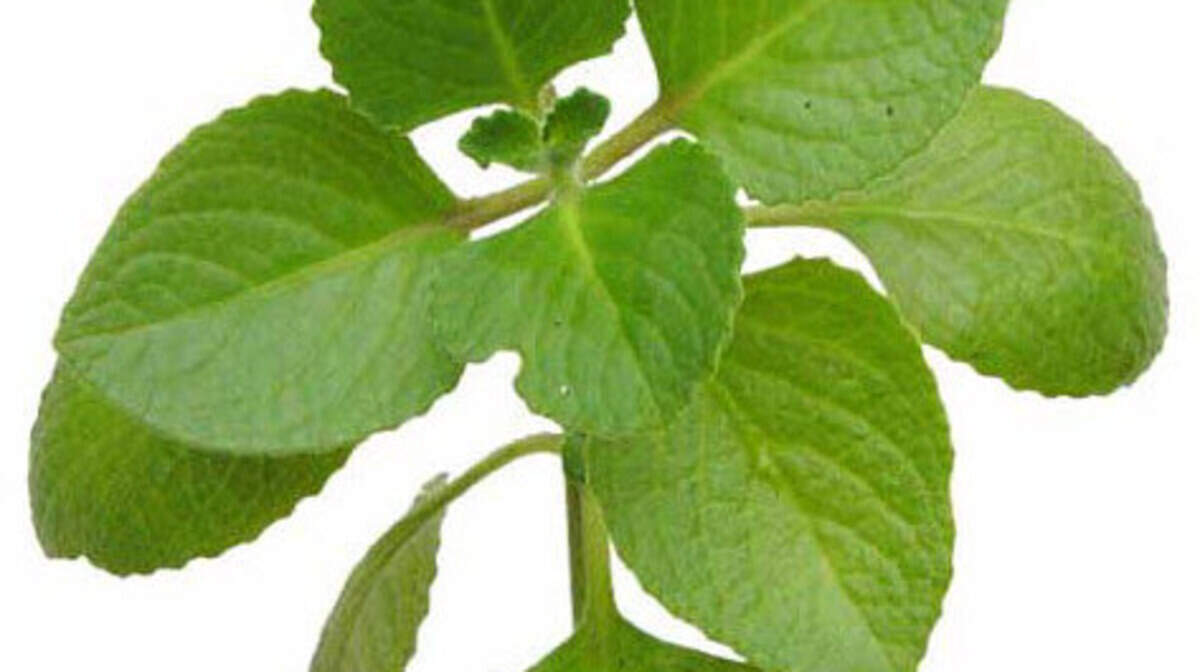 Oregano can be used in all sorts of ways, even in muffins.