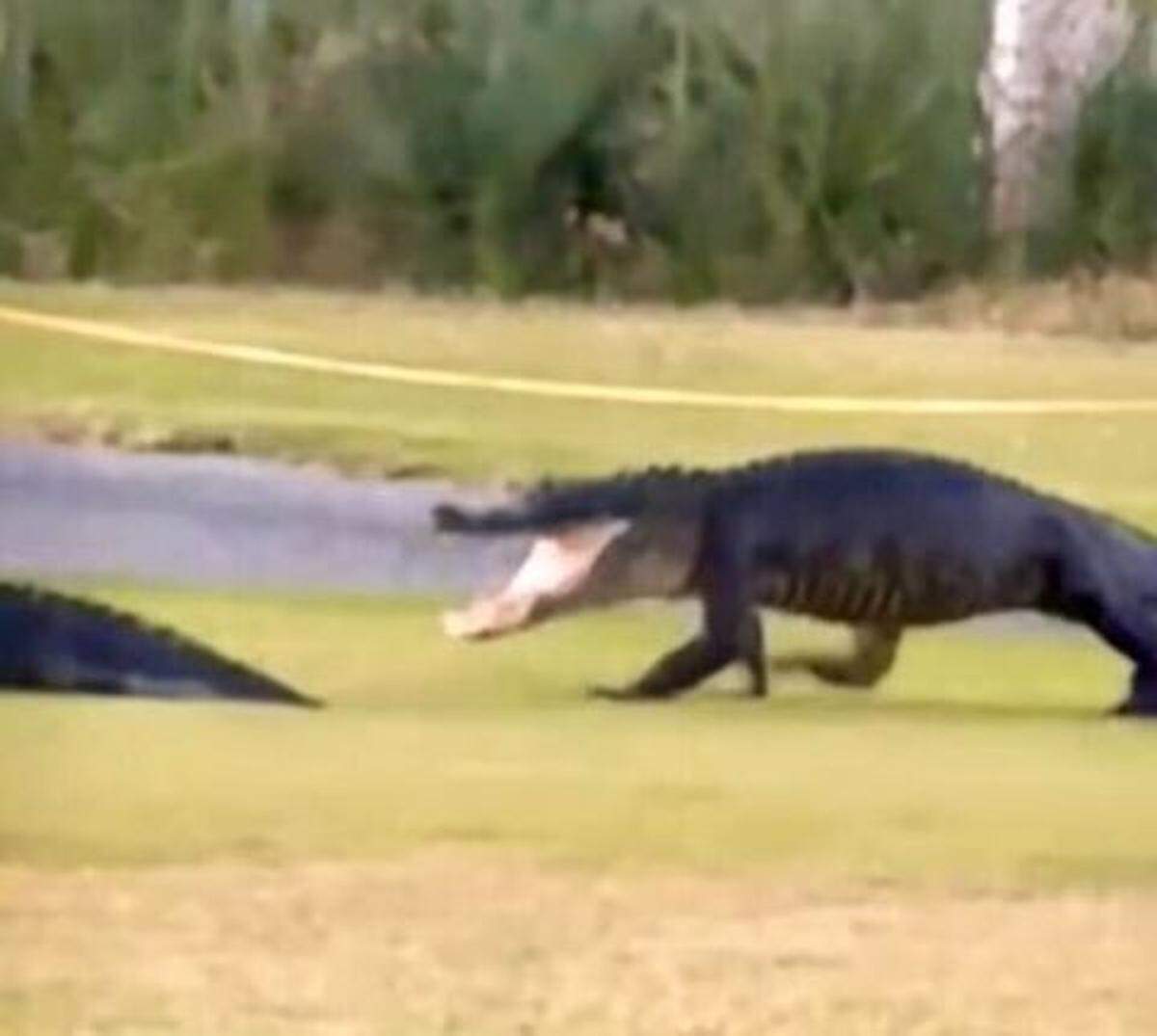 Two alligators took a chomp at each other on Saturday, Nov. 1, 2025, on Fripp Island before dipping into the nearby pond. Kelly Taylor, a Fripp Island resident, captured the fight on video.