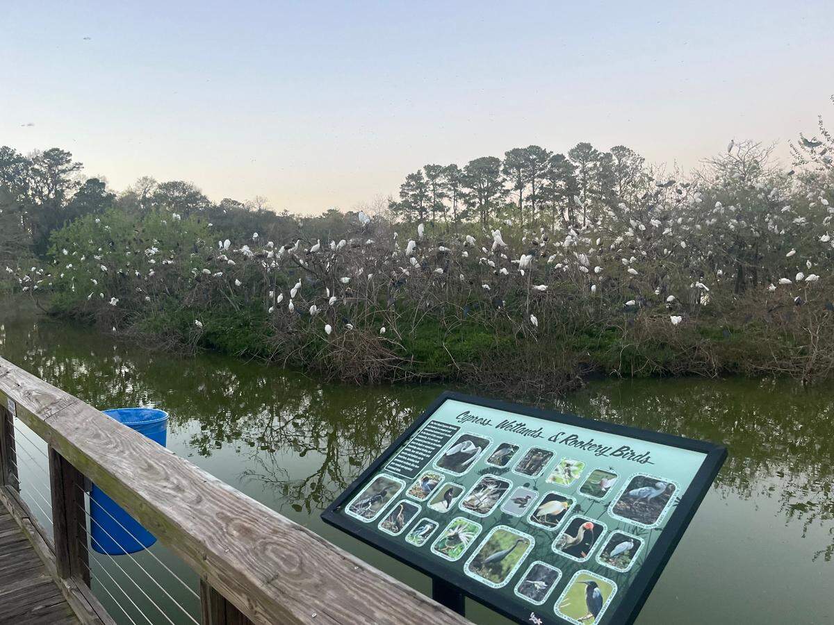 Hundreds of birds are gathering at Cypress Wetlands. The birds return each spring to nest.