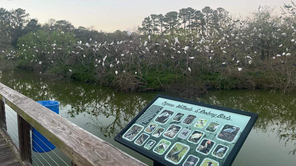 Chicks hatching at celebrated Port Royal rookery. That means it’s time to party