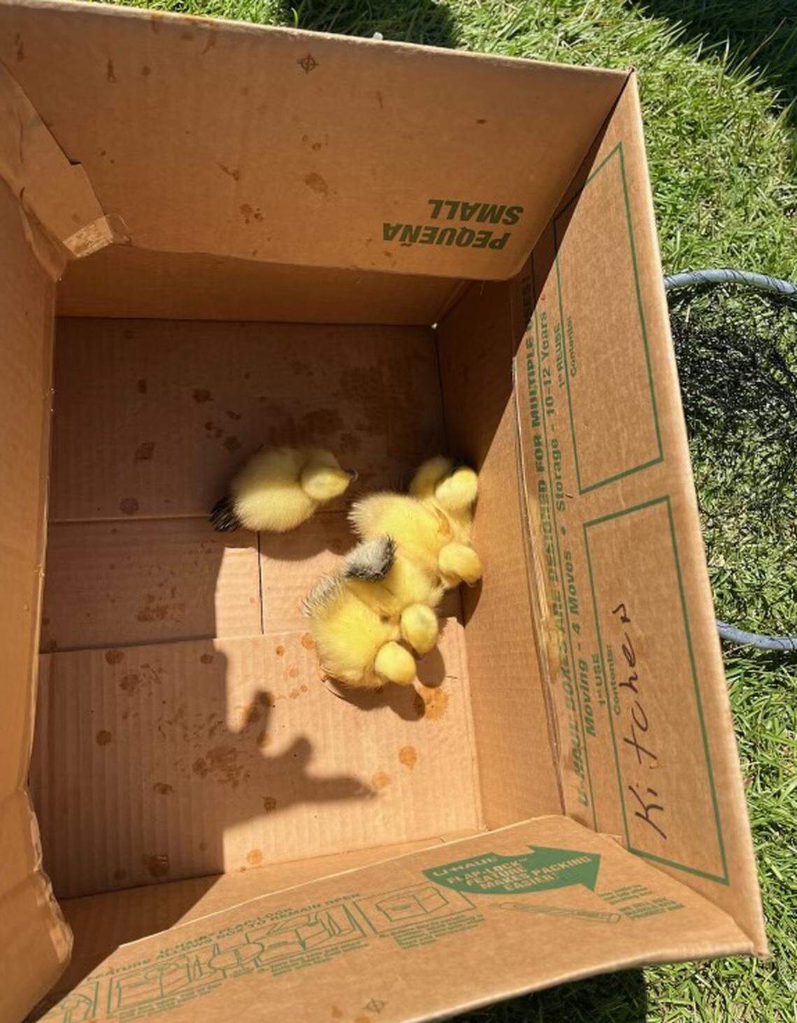 Five ducklings were rescued by firefighters at approximately noon on Saturday from a drain in the Shadow Moss neighborhood in Beaufort.