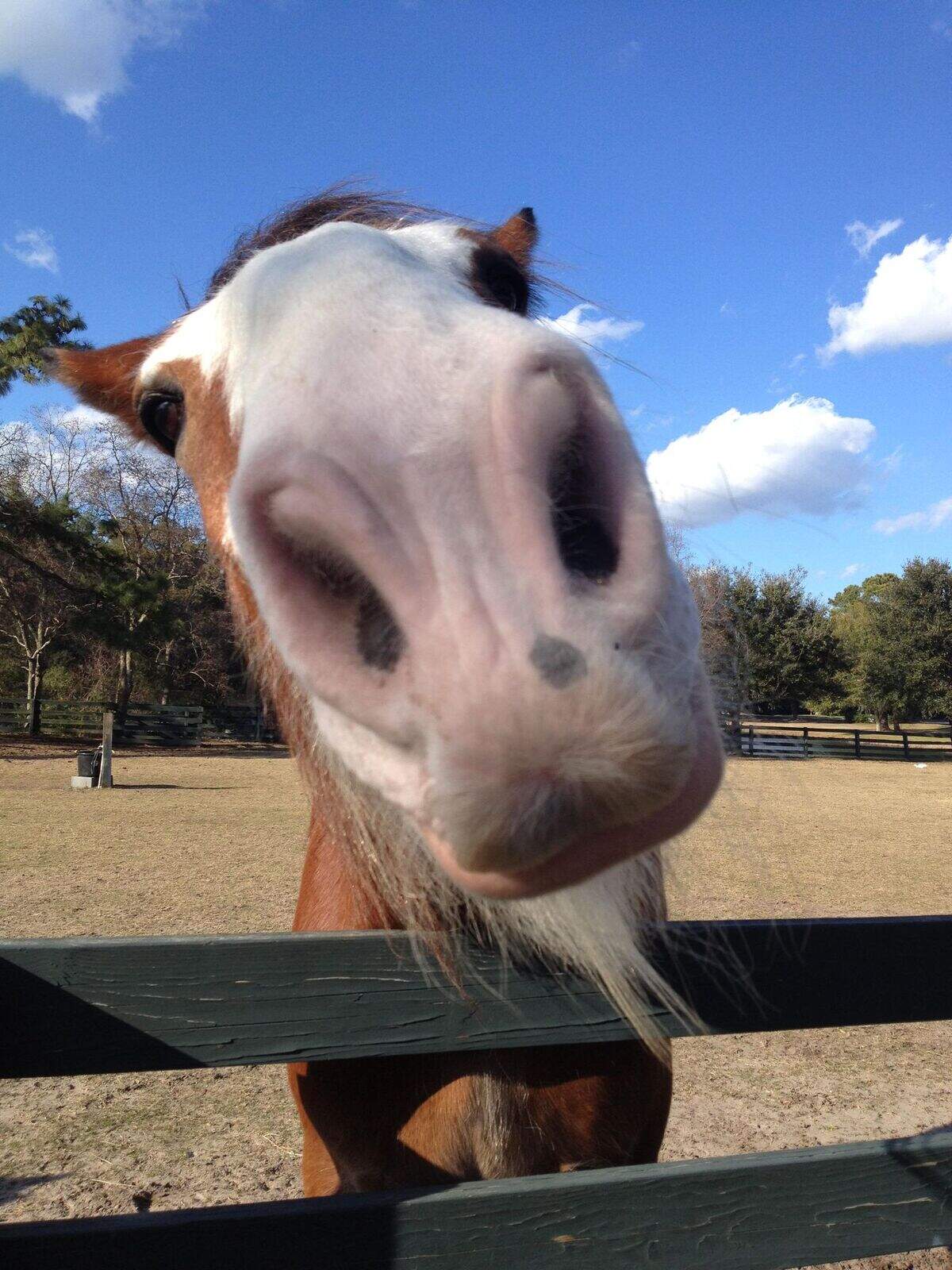 Harley the Clydesdale gets up close and personal at Lawton Stables in Sea Pines. Harley died unexpectedly Monday due to gastrointestinal issues. He was a direct descendant of the Budweiser Clydesdales and once marched in the Hilton Head Island St. Patrick’s Day Parade.