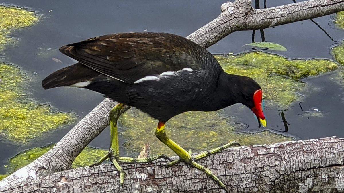 Common Gallinules can be seen along the edges of of lakes and marshes.