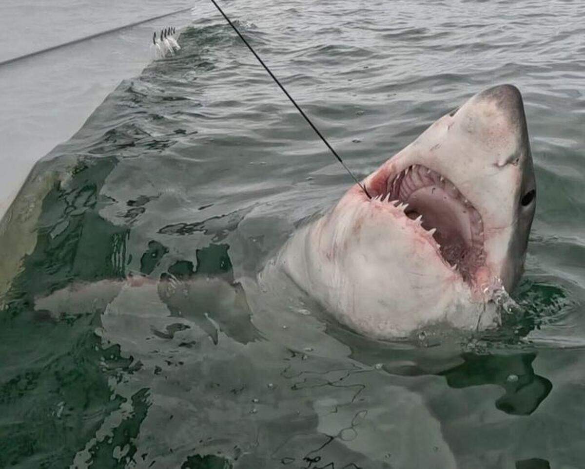 Chip Michalove, local charter captain with Outcast Sport Fishing and shark expert, tagged the first great white shark of the season on Nov. 30, 2025, marking one of the earliest arrivals ever recorded.