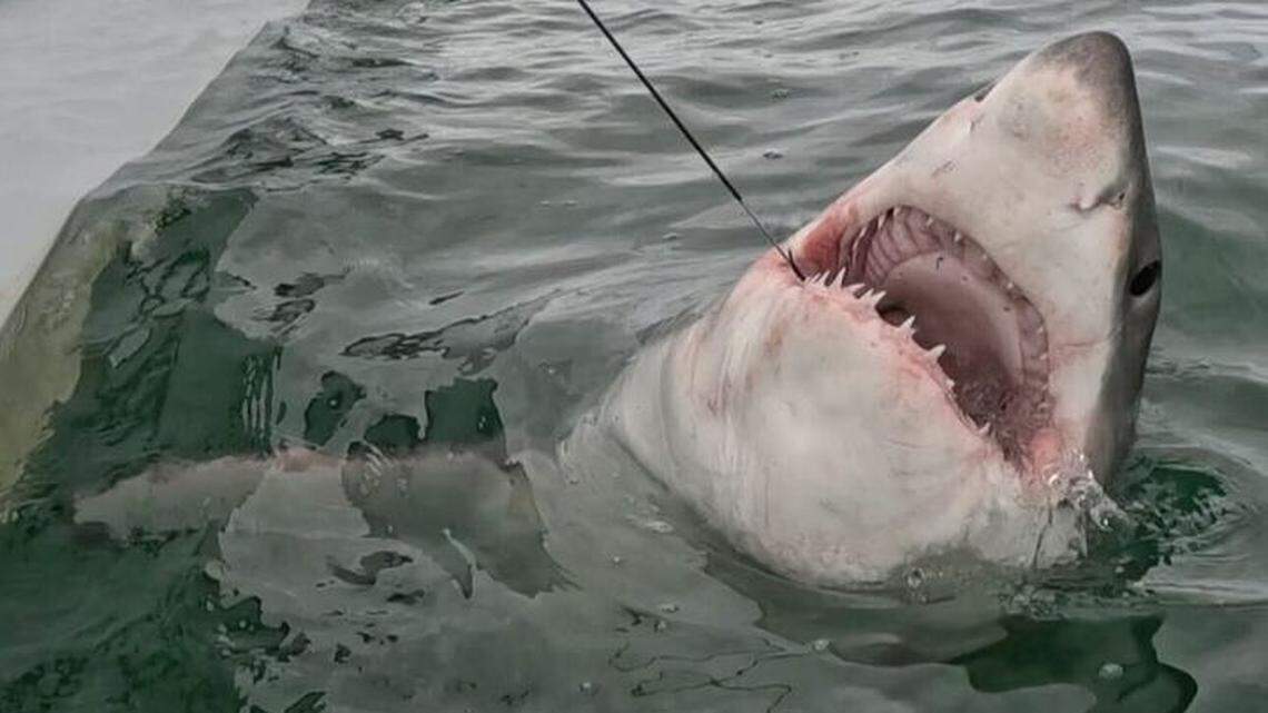 Hilton Head’s first great white shark of the season is on the move. Here’s where she’s gone