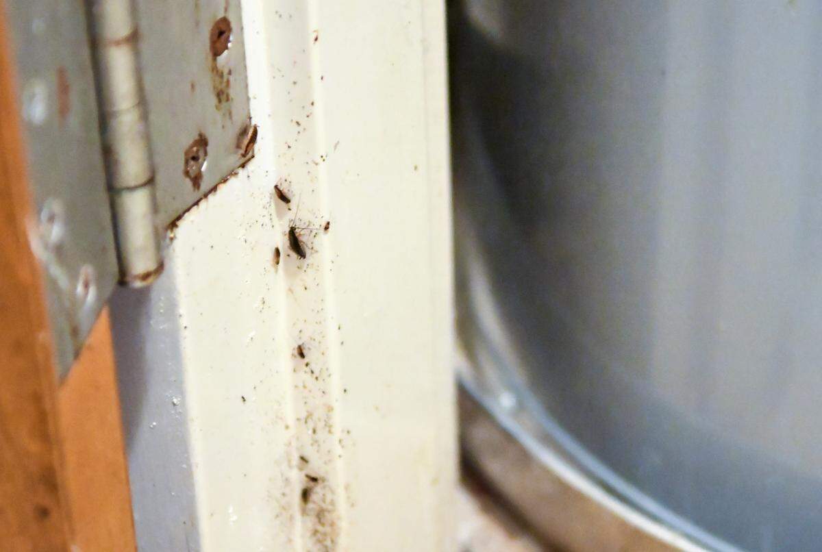 Opening a door to the utility closet reveals cockroaches in the temporary apartment of Briana Cohen and her two-year old daughter Bri’Riana Cohen as seen on Thursday, Oct. 22, 2020 on Hilton Head Island. Cohen refuses to stay in the apartment and considers herself and daughter homeless after their three-bedroom apartment bathroom fan caught fire on Sept. 11, 2020 and still has not been repaired.
