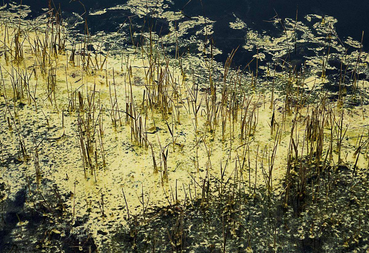 Pine pollen collects at the edges of Lowcountry ponds and lagoons.