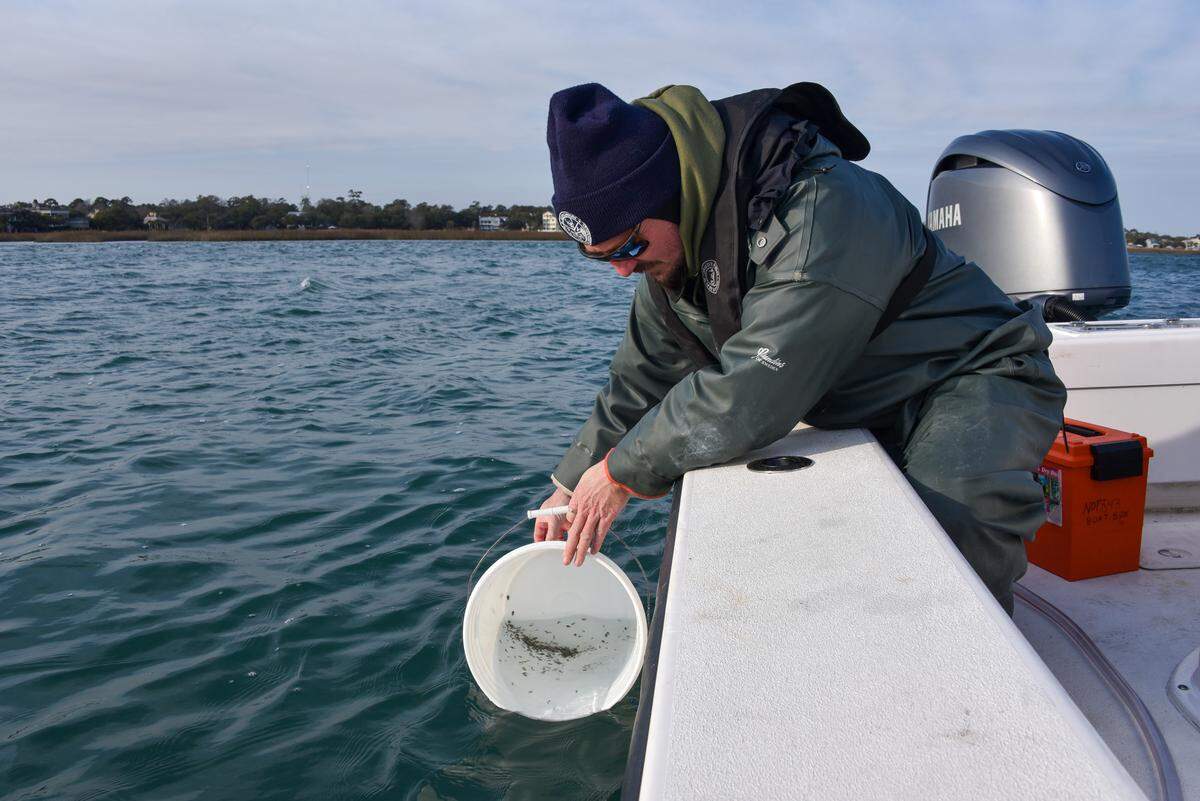 Biologist Justin Yost releases juvenile flounder in Murrells Inlet in February. The South Carolina Department of Natural Resources is stocking coastal waters with hatchery-raised fish to restore declining flounder populations.
