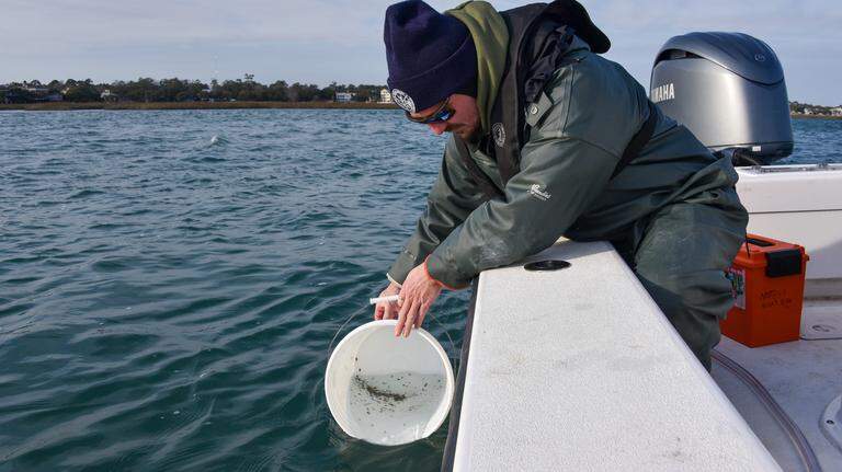 Population of SC flounder has gone sideways. 10,000 Bluffton-raised fish could help