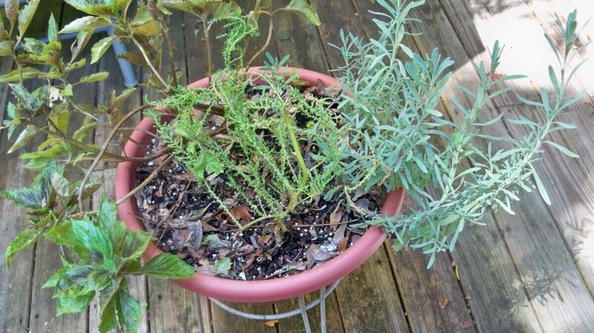A summer herb container with basil, lavender and epazote.