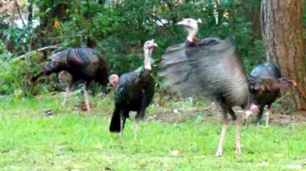 I spotted this group of wild turkey's while walking down Old Miller Road.
