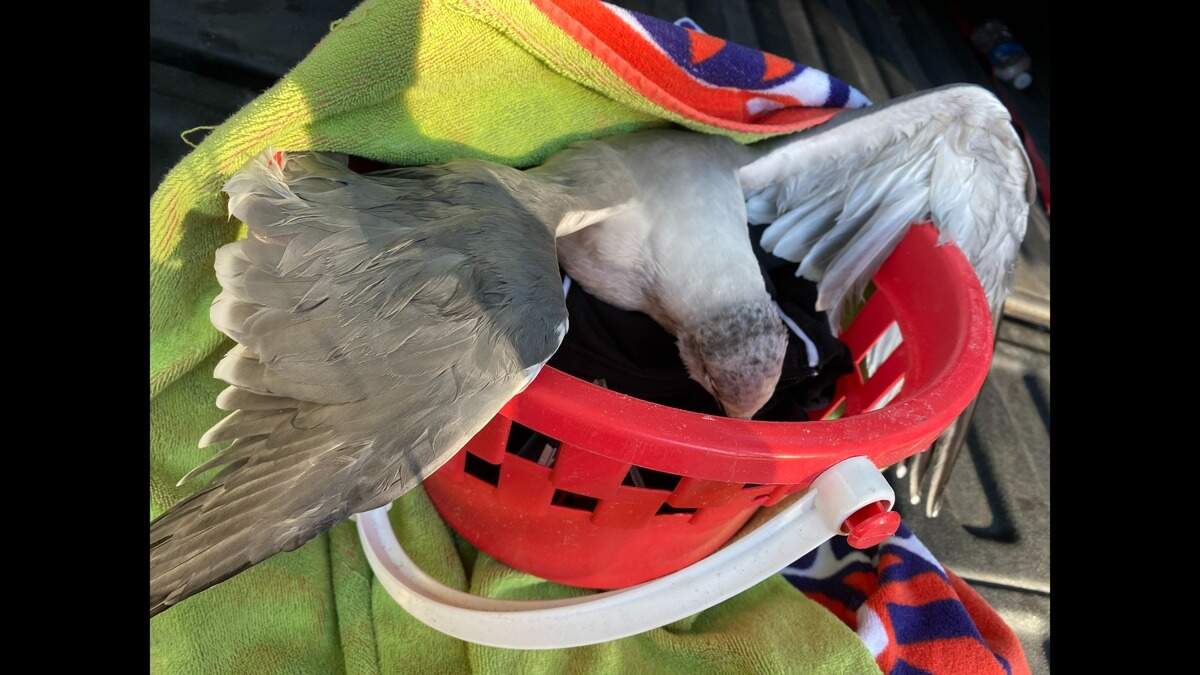 A sea gull rescued from the water near Fish Haul Beach by Toni Moslemi on Nov. 18. The bird made a full recovery and was released early on Nov. 25, according to the Port Royal Veterinary Hospital.