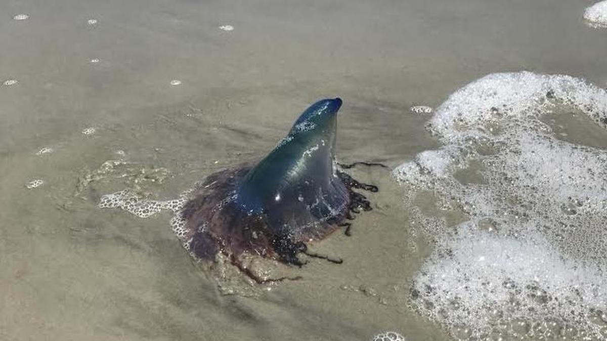 Nearly 100 Portuguese man-of-war washed up on shore Monday, according to the Hilton Head Island Beach Patrol.
