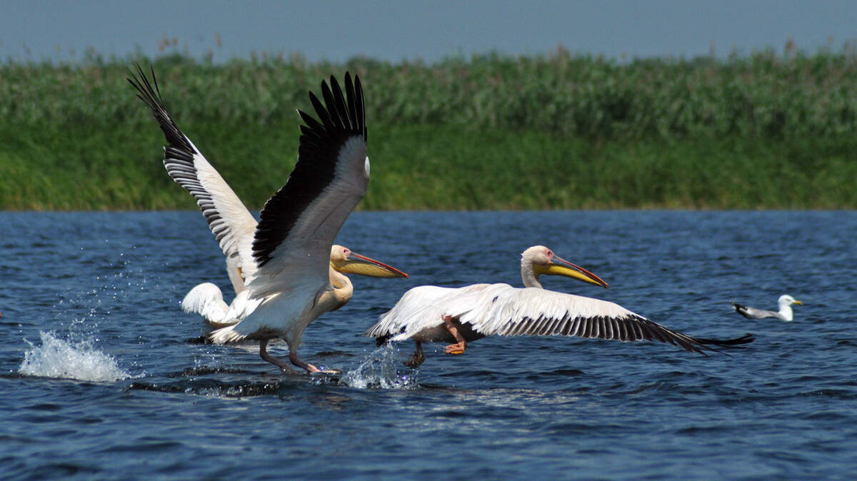 White pelicans.