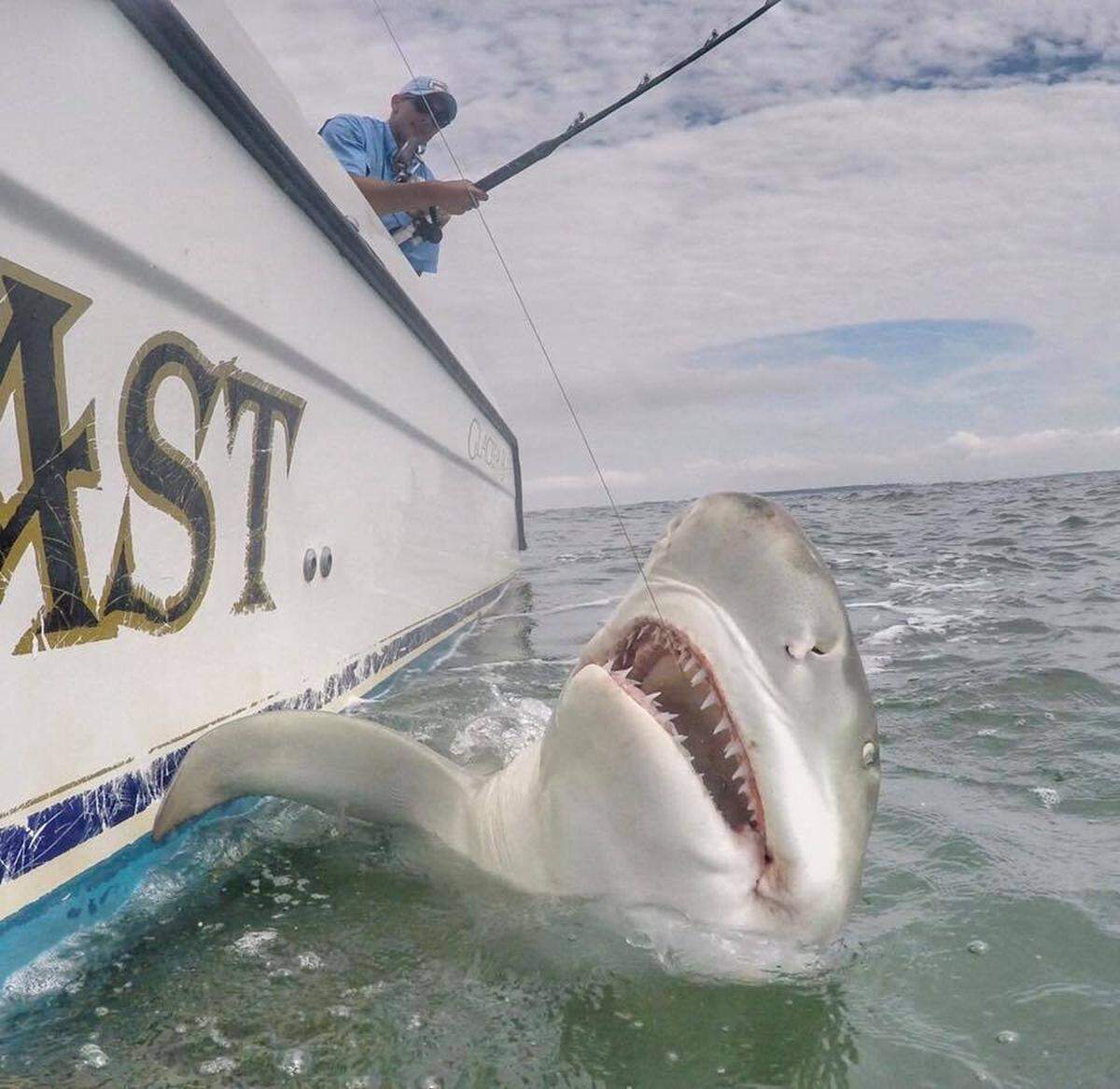 This lemon shark was caught and released off the Hilton Head coast.