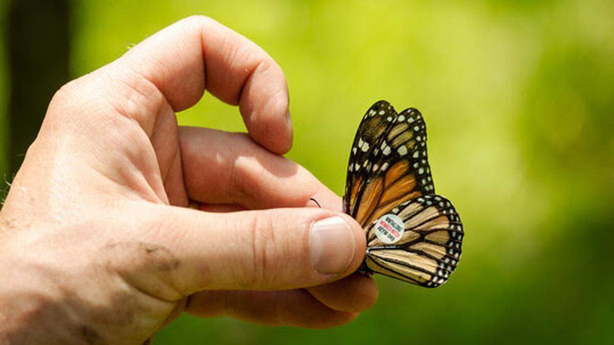 A tagged monarch butterfly.