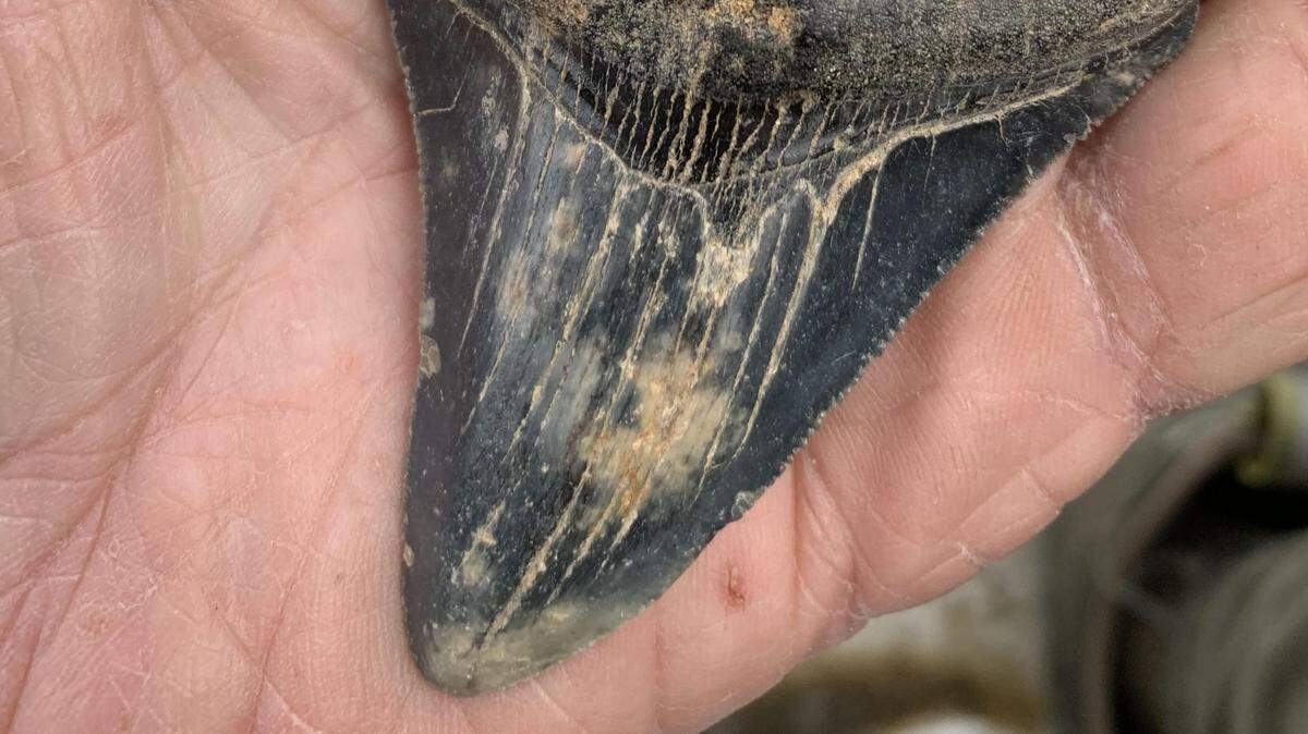 A lucky son of a gun with a Megalodon shark tooth.