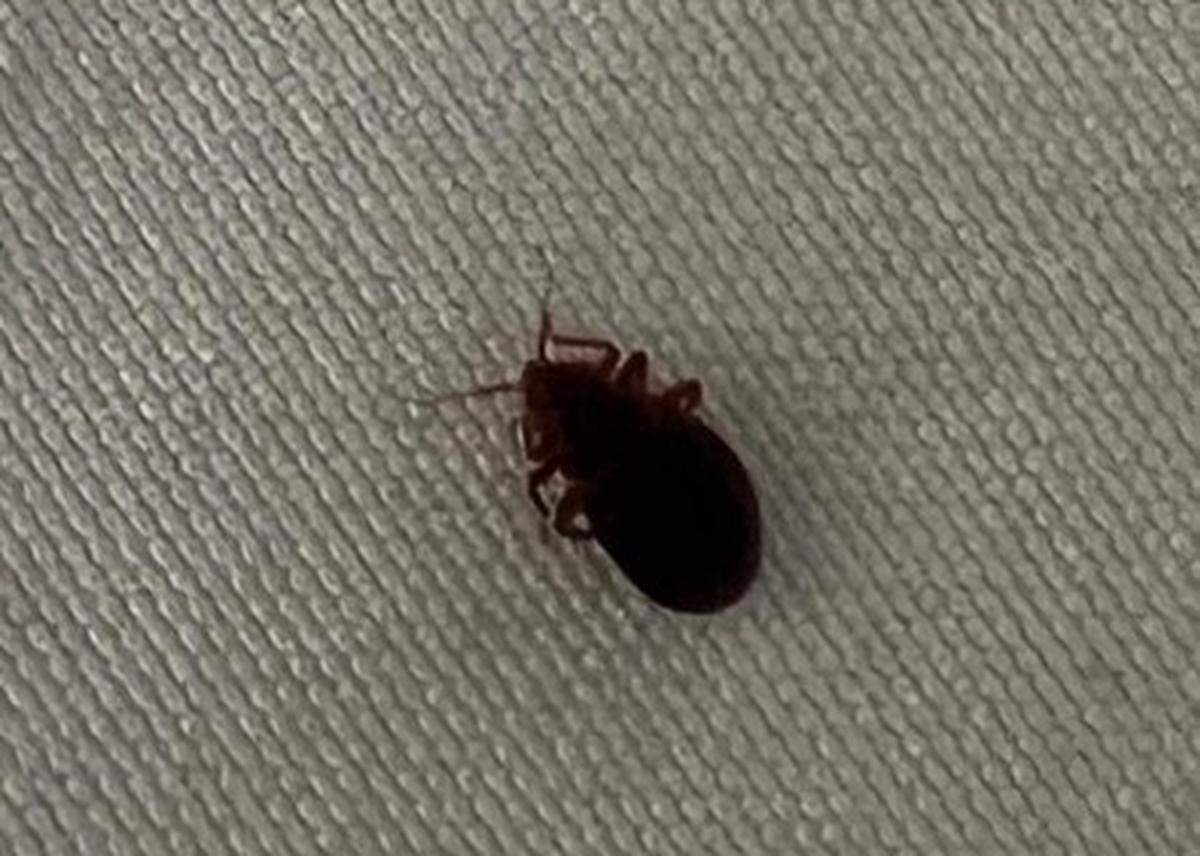 Pictured is a bedbug that was reportedly found in the Home2 Suites in Beaufort during a family’s stay in July 2025. The subsequent lawsuit claims the family was bitten by the blood-sucking pests while staying at the 3-star hotel off Trask Parkway.