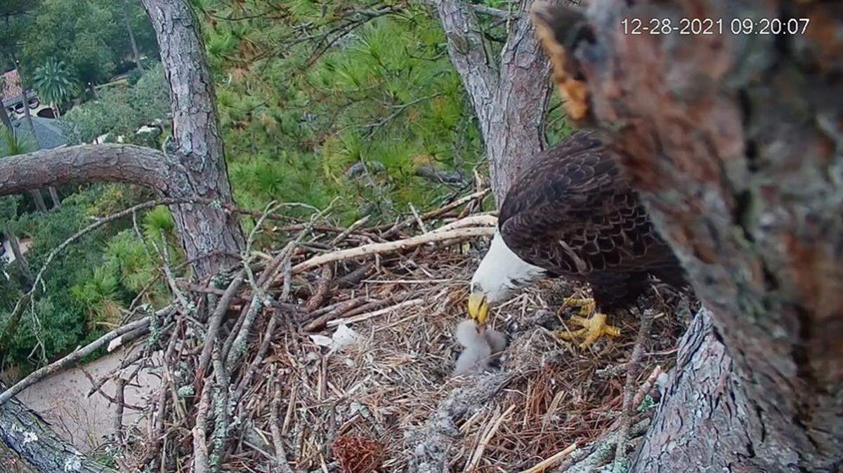 An eagle feeds two eaglets Tuesday morning in this screen capture from the Hilton Head Island Land Trust’s web cam set up on Hilton Head Island.