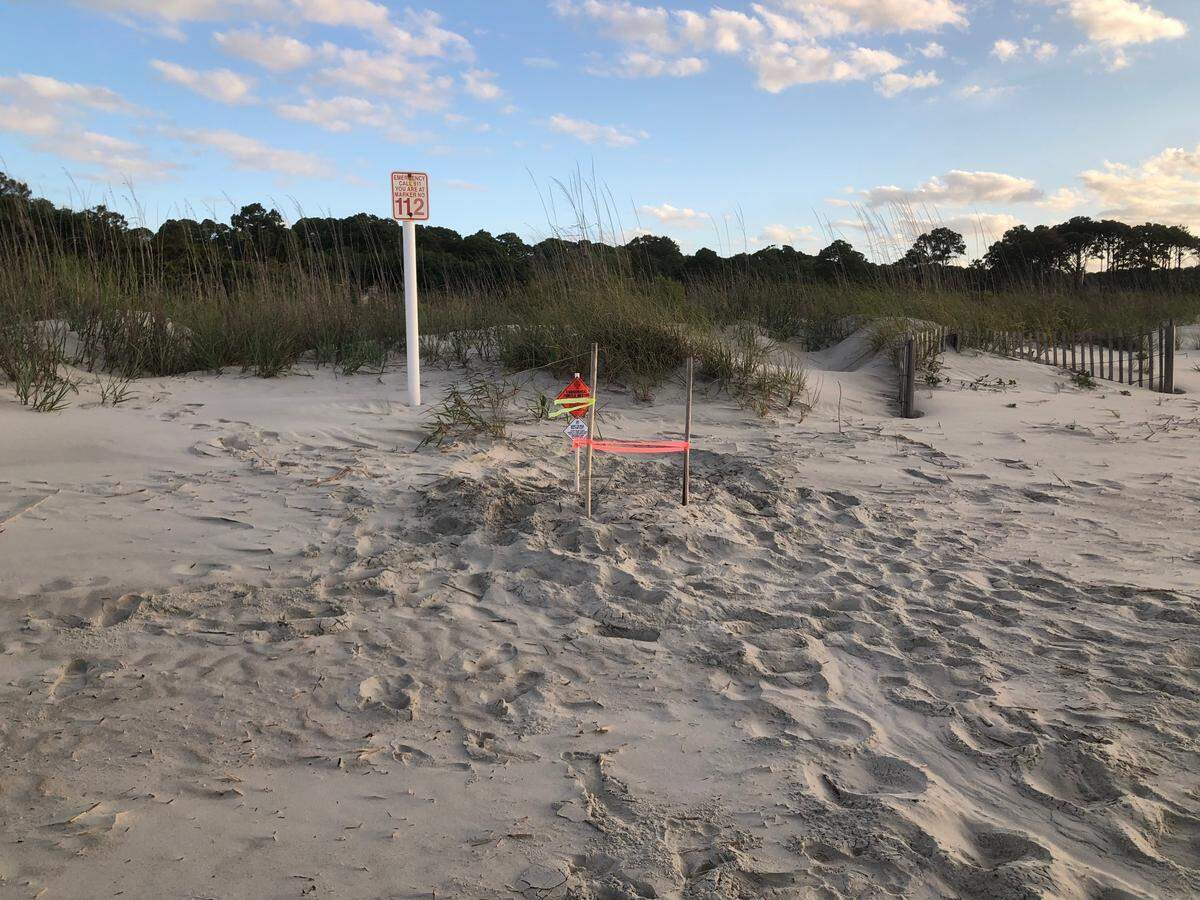 A Loggerhead sea turtle nested near Folly Field beach early morning on May 20, 2021. Trackings show her path from the water to the nesting location, where she laid 120 eggs.