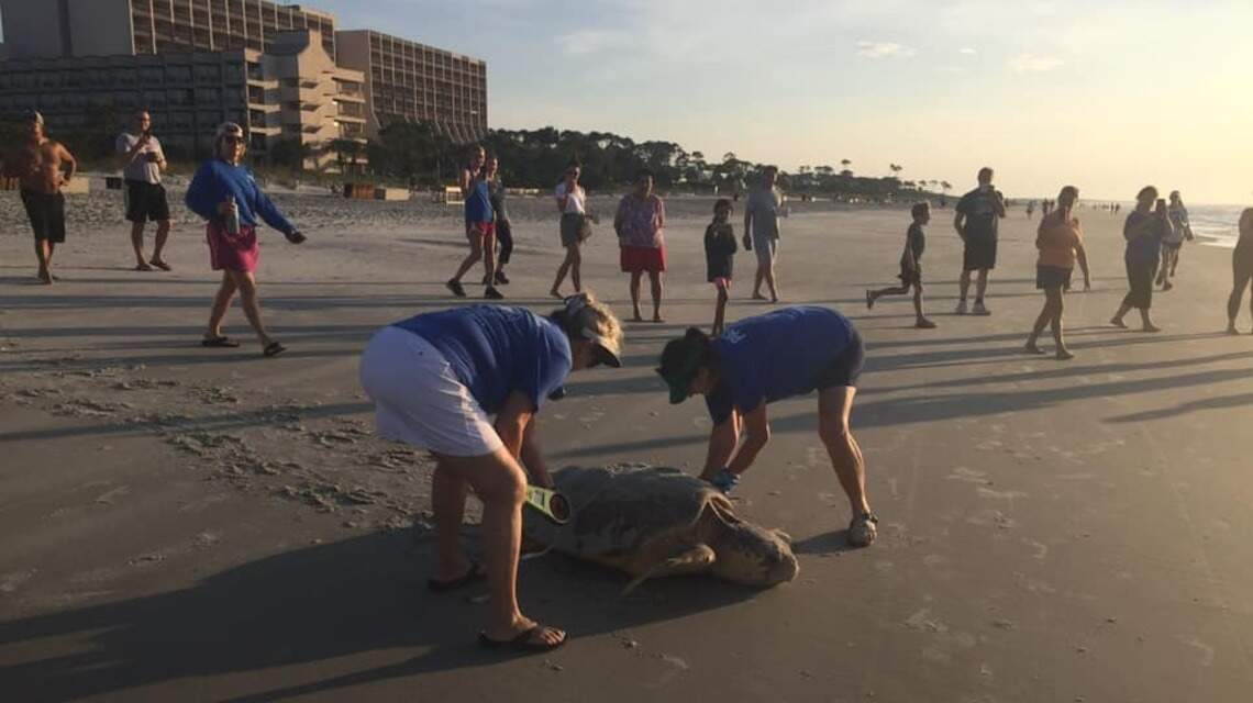 It’s World Sea Turtle day! Here’s how many nests are on Hilton Head’s beaches
