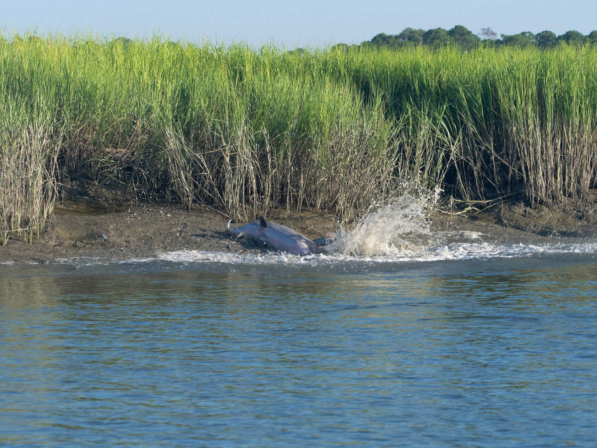 Dolphins strand feed in a creek on July 20, 2019 near Palmetto Bluff in southern Beaufort County.
