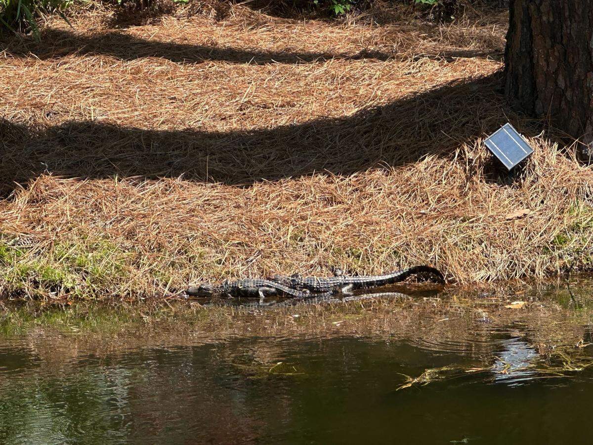 Baby alligators near the eighth hole during the first round of tournament play of the RBC Heritage Presented by Boeing on April 18, 2024 in Sea Pines on Hilton Head Island.