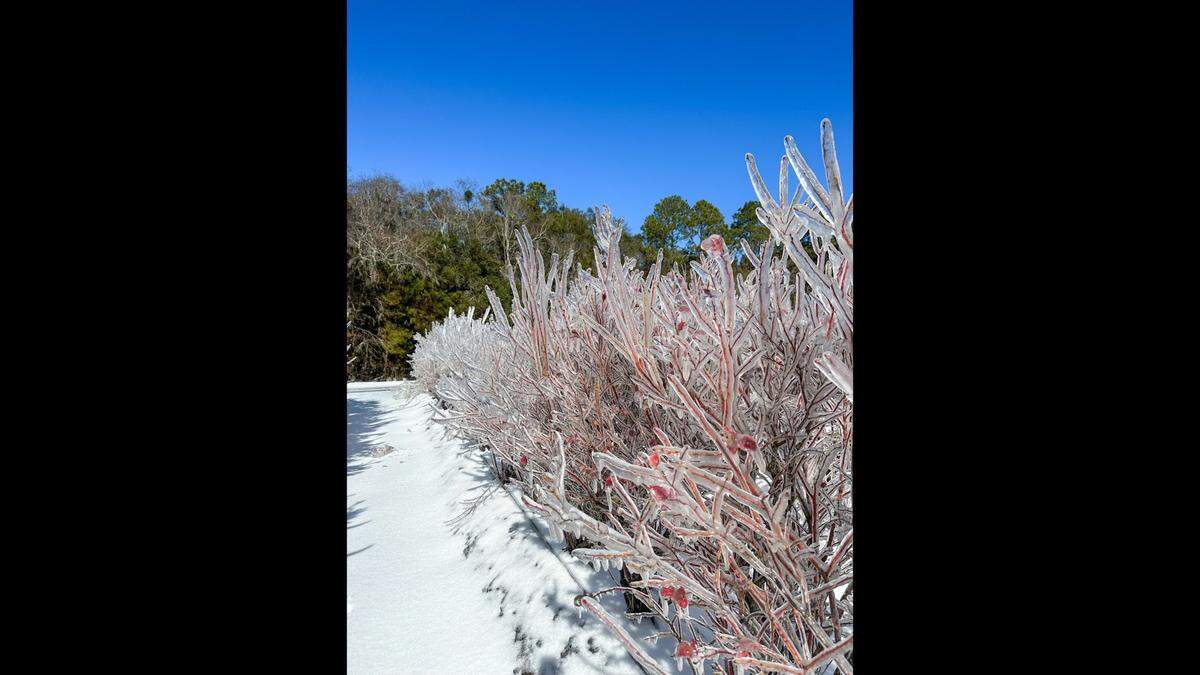 The pink leaves on budding blueberry plants are visible through the ice at a Coosaw Farms Field on St. Helena Island in January 2025. Coosaw sprayed the plants with water to encase them in ice, which protected them from below freezing temperatures.