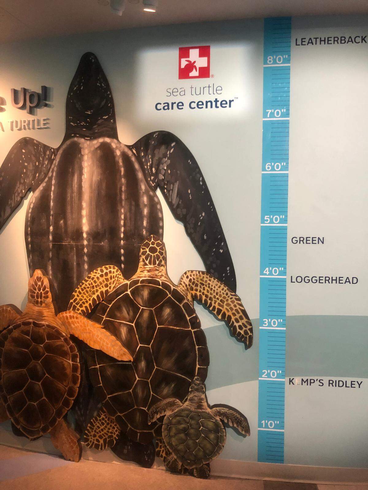 A size chart of the four species of sea turtles at the South Carolina Aquarium in Charleston.