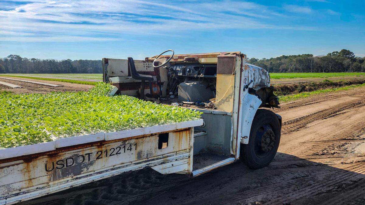A former school bus makes a large flatbed truck that can hold hundreds of watermelon seedlings as photographed on Feb. 25, 2025, at Coosaw Farms on St. Helena Island.